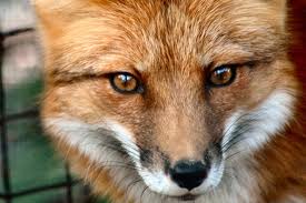 Beware the foxes when out networking!